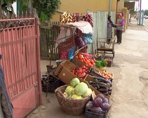 COOPERATIVA AGRICOLĂ RENAŞTE, LA BUZĂU. LEGUMICULTORII DIN MĂRĂCINENI, CHEMAŢI SĂ SE ÎNSCRIE