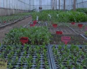 SOIURI DE PLANTE EXOTICE ACLIMATIZATE. SUNT EXTREM DE IMPORTANTE PENTRU SĂNĂTATE
