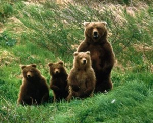 RECENSĂMÂNTUL ANIMALELOR PROTEJATE. SUNT NUMĂRAŢI URŞII, RÂŞII ŞI PISICILE SĂLBATICE