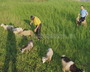 ZECI DE OI ŞI CAPRE SALVATE DE LA ÎNEC. 80 DE CORNUTE AU FOST SCOSE DIN APĂ DE JANDARMI
