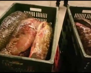 REŢINERI ÎN DOSARUL PEŞTELUI IMPROPRIU CONSUMULUI. CUM FUNCŢIONA REŢEAUA?