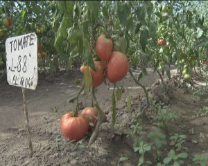 LEGUMICULTURA, ÎN PERICOL. SE RECOMANDĂ MĂSURI URGENTE
