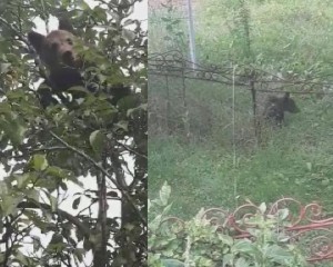 S-AU TREZIT CU URSUL ÎNTR-UN COPAC DIN CURTE! FAMILIE DIN COZIENI, VIZITATĂ DE UN PUI DE URS