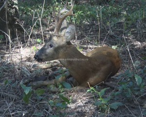 OPERAȚIUNE DE SALVARE. UN CĂPRIOR RĂNIT A FOST GĂSIT ÎN PARCUL CRÂNG