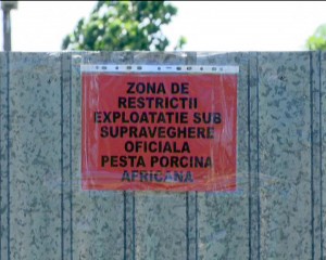 CĂLDĂRĂŞTI, POLUL PESTEI PORCINE. NOUĂ CAZURI CONFIRMATE, ÎN DOAR O LUNĂ