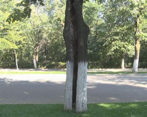 ARBORI PERICULOŞI. UNII COPACI SE MAI SUSŢIN DOAR PRIN SCOARŢĂ