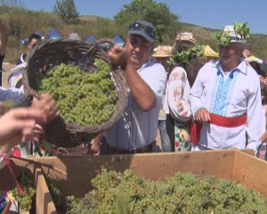 SĂRBĂTOAREA TĂMÂIOASEI. FETELE AU CĂLCAT ÎN PICIOARE PRIMII STRUGURI DE TĂMÂIOASĂ