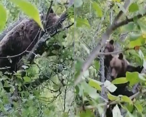 URŞII, ATAC LA PRUNI. LOCALNICII S-AU APROPIAT PERICULOS DE MULT