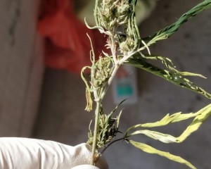 REŢEA DE TRAFICANŢI DESTRUCTURATĂ. POLIŢIŞTII AU GĂSIT 20 DE KILOGRAME DE DROGURI