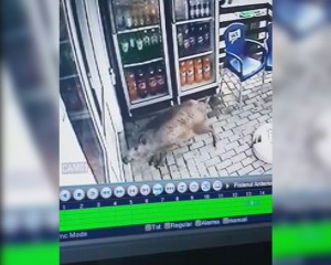 PORC MISTREȚ PE STRĂZILE DIN BERCA. A ÎNCERCAT SĂ INTRE ÎNTR-UN MAGAZIN