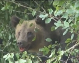 URS CAPTIV, ORE ÎN ŞIR, LA BOZIORU. A FOST LĂSAT ÎN AGONIE APROAPE 10 ORE
