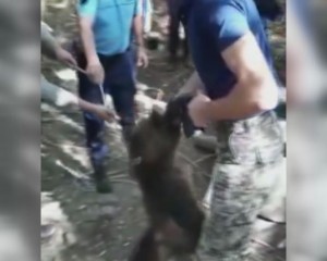 MISIUNE DE SALVARE LA GREBĂNU. DOI PUI DE URS AU CĂZUT ÎN FÂNTÂNĂ