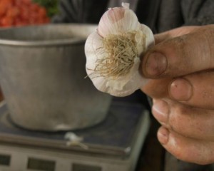 USTUROIUL DE RÂMNICU SĂRAT, O DELICATESĂ. VA FI TOT MAI DES ÎNTÂLNIT ÎN MAGAZINE