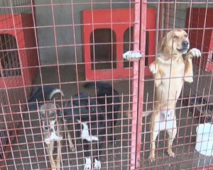 RECORD DE ADOPŢII, MAI PUŢINE EUTANASIERI. SUTE DE MAIDANEZI AU FOST SALVAŢI DIN PADOC