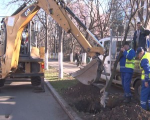 CASTANI LA SCHIMB. SE ÎNLOCUIESC POMII USCAŢI DIN MUNICIPIU