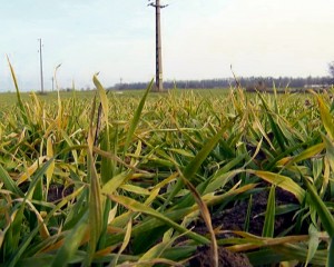 AGRICULTURA ÎN PERICOL. LIPSA DE ZĂPADĂ PUNE ÎN PRIMEJDIE CULTURILE DE TOAMNĂ