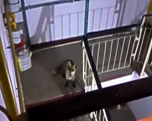 LOCATAR SURPRIZĂ. O VULPE A ÎNNOPTAT ÎNTR-UN BLOC DIN BERCA