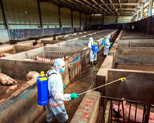 BUZĂUL, REPER INTERNAŢIONAL. OMS PENTRU ANIMALE, ÎN CONTROL