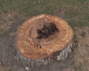 ÎNTINEREȘTE PARCUL. VOR FI PLANTAȚI 24 DE TEI TINERI PE ALEEA CENTRALĂ DIN CRÂNG