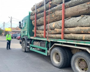 CUM SE TRANSPORTĂ LEMNE FĂRĂ DOCUMENTE. IERI, POLIŢIŞTII AU DESCOPERIT ÎNCĂ 10 CAZURI