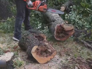 SE AUD DRUJBE ÎN CRÂNG. SE TAIE COPACII CONSIDERAŢI PERICULOŞI