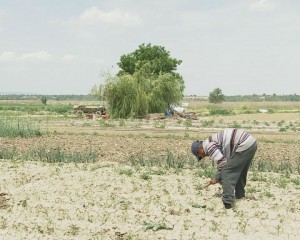 PESTICIDELE ȘI GRADUL DE FOLOSIRE. LEGUMICULTORII BUZOIENI LE FOLOSESC CU MODERAȚIE