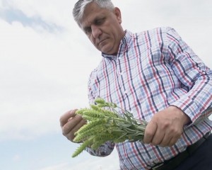 SIDERITIS SCARDICA, ACLIMATIZATĂ LA BUZĂU. ESTE FOLOSITĂ PENTRU TRATAREA ALZHEIMER-ULUI