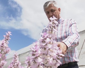 CE ESTE „IARBA SFÂNTĂ“ ŞI LA CE POATE FI UTILIZATĂ. ROMÂNII VOR AVEA ACCES LA SEMINŢE DIN TOAMNA ANULUI 2020