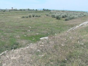 MINISTRUL MEDIULUI, ANUNȚ DE ÎMPĂDURIRE, LA BUZĂU. 100.000 DE PUIEȚI, PLANTAȚI PE MARGINEA DIGULUI BUZĂU