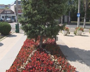 CULORI DE VARĂ. FLORI MULTICOLORE LUMINEAZĂ ORAȘUL