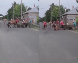 ȘOCANT! CAI BĂTUȚI CU BÂTA, LA VÂLCELELE. DOI BĂRBAȚI SUNT CERCETAȚI PENAL