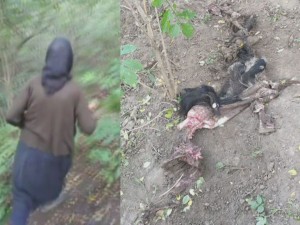 URSUL ATACĂ DIN NOU LA COLȚI PRĂPĂD ÎN GOSPODĂRIA UNEI BĂTRÂNE