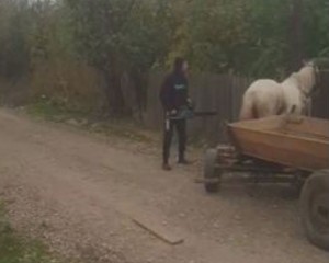 CRUZIME FĂRĂ MARGINI. CĂRUȚAȘ ÎȘI PEDEPSEȘTE CRUNT CALUL