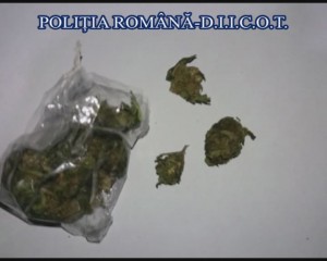 “ZIUA Z”, CU DESCINDERI ȘI LA BUZĂU. REȚEA DE TRAFICANȚI DE DROGURI, DESTRUCTURATĂ