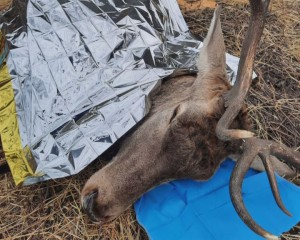 CERBUL SALVAT DE JANDARMI SE ÎNSĂNĂTOȘEȘTE. A PRIMIT UN NUME CU O SEMNIFICAŢIE APARTE