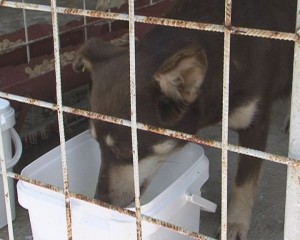 STERILIZARE PE BANI. PRIMĂRIA AR TREBUI SĂ PLĂTEASCĂ 6 MILIARDE DE LEI VECHI