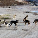 Anotimpul câinilor. Patrupedele vin în oraș după hrană