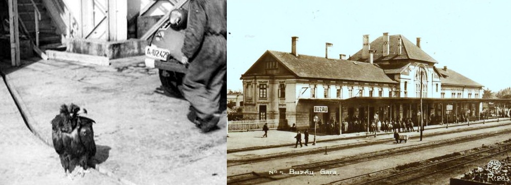 vulturul ilie