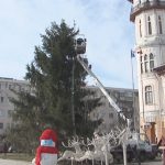 Doi brazi frumoși. Primăria caută pomi de Crăciun