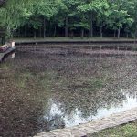 LACURI MURDARE ŞI URÂT MIROSITOARE. IGIENIZAREA HELEŞTEIELOR, ÎNTÂRZIATĂ DE VREME