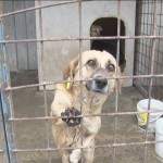 Proiect în dezbatere. Se înființează un nou serviciu