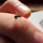 Rezistență la dezinsecții? Țânțarii sunt parcă mai mulți decât în alți ani