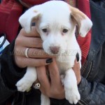 Târg de adopții. Aproape 60 de câini pot fi salvați