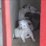Fără stăpân. Câinii comunitari din nou în atenția buzoienilor