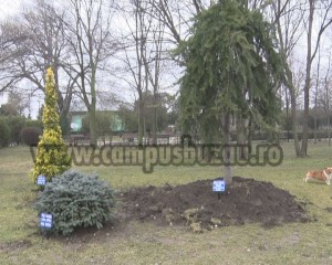 arbusti site 1 copy