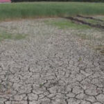 Pericol de deșertificare. Măsuri împotriva temperaturilor estivale mari