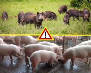 porci mistreti pesta