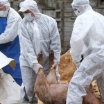 Încă un caz de pestă porcină africană. Peste 8.000 de porci, sacrificați