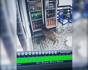 porc mistret 1