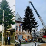 Doi brazi frumoși. Se caută brazii de Crăciun